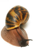 Achatina achatina Ghana F1, odchov V�ry Babincov�